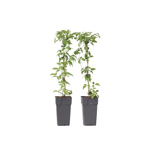 Plant in a Box - Clematis montana 'Grandiflora' - 2er-Set - Waldrebe - ⌀50cm - Höhe 60-70cm Plant in a Box - Clematis montana 'Grandiflora' - 2er-Set - Waldrebe - ⌀50cm - Höhe 60-70cm von Plant in a Box
