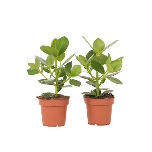 Plant in a Box - Clusia rosea Princess - 2er Set - Luftreinigende Zimmerpflanzen - Topf 12cm - Höhe 25-35cm von Plant in a Box