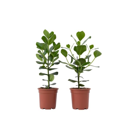 Plant in a Box - Clusia rosea Princess - 2er Set - Luftreinigende Zimmerpflanze - Topf 17cm - Höhe 50-60cm Plant in a Box - Clusia rosea Princess - 2er Set - Luftreinigende Zimmerpflanze - Topf 17cm - Höhe 50-60cm von Plant in a Box