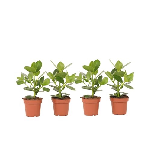 Plant in a Box - Clusia rosea Princess - 4er Set - Luftreinigende Zimmerpflanzen - Topf 12cm - Höhe 25-35cm von Plant in a Box
