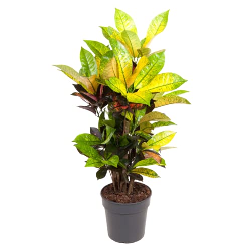 Plant in a Box - Codiaeum variegatum 'Mrs. Iceton' - Einzigartige Zimmerpflanze - Kroton - Wechselt langsam die Farbe - Topf 19cm - Höhe 60-70cm von Plant in a Box