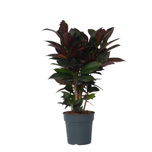 Plant in a Box - Codiaeum variegatum 'Mrs. Iceton' - Einzigartige Zimmerpflanze - Kroton - Wechselt langsam die Farbe - Topf 19cm - Höhe 60-70cm Plant in a Box - Codiaeum variegatum 'Mrs. Iceton' - Einzigartige Zimmerpflanze - Kroton - Wechselt langsam die Farbe - Topf 19cm - Höhe 60-70cm von Plant in a Box