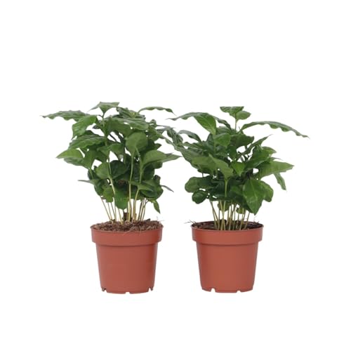 Plant in a Box - Coffea arabica - Kaffeeplanze - Zimmerpflanzen - Grüne blühende pflanze - 2er Set - Topf 12cm - Höhe 25-40cm Plant in a Box - Coffea arabica - Kaffeeplanze - Zimmerpflanzen - Grüne blühende pflanze - 2er Set - Topf 12cm - Höhe 25-40cm von Plant in a Box