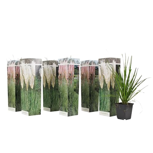Plant in a Box - Cortaderia selloana Weiß und Rosa - 6er Mix Pampasgräser - Ziergräser Kollektion - Schnellwüchsig und Winterhart - Topf 9cm - Höhe 25-40cm von Plant in a Box