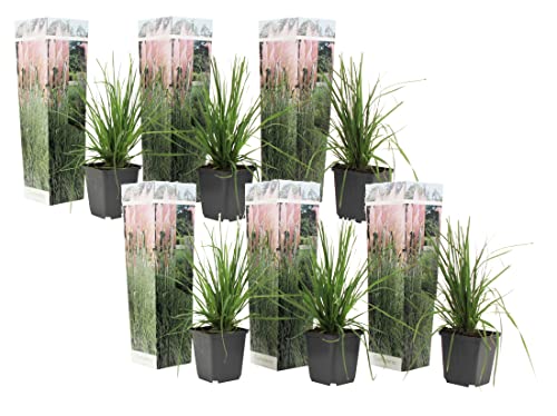 Plant in a Box - Cortaderia selloana Weiß und Rosa - 6er Set Pampasgräser - Ziergräser Kollektion - Schnellwüchsig und Winterhart - Topf 9cm - Höhe 25-40cm von Plant in a Box
