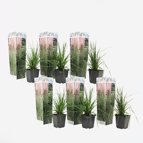 Plant in a Box - Cortaderia selloana Weiß und Rosa - 6er Set Pampasgräser - Ziergräser Kollektion - Schnellwüchsig und Winterhart - Topf 9cm - Höhe 25-40cm von Plant in a Box