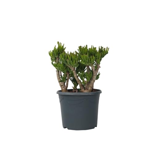 Plant in a Box - Crassula ovata 'Hobbit' XL - Zimmerpflanze - Sukkulente - ⌀ 30 cm - Höhe 55-60 cm von Plant in a Box