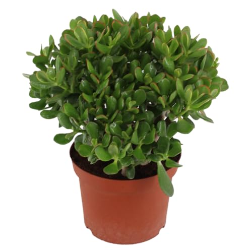 Plant in a Box - Crassula ovata 'Minor' L - Zimmerpflanze - Sukkulente - ⌀ 23 cm - Höhe 45-50 cm von Plant in a Box