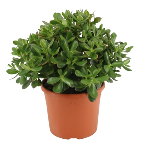 Plant in a Box - Crassula ovata 'Minor' M - Zimmerpflanze - Sukkulente - ⌀ 17 cm - Höhe 30-35 cm von Plant in a Box