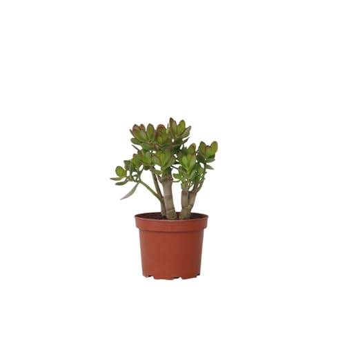 Plant in a Box - Crassula ovata 'Minor' M - Zimmerpflanze - Sukkulente - ⌀ 17 cm - Höhe 30-35 cm von Plant in a Box