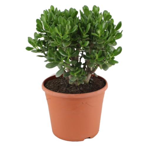 Plant in a Box - Crassula ovata 'Minor' XL - Zimmerpflanze - Sukkulente - ⌀ 30 cm - Höhe 60-65 cm von Plant in a Box