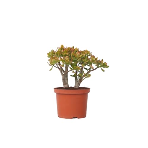 Plant in a Box - Crassula ovata 'Sunset' L - Zimmerpflanze - Sukkulente - ⌀ 23 cm - Höhe 45-50 cm von Plant in a Box