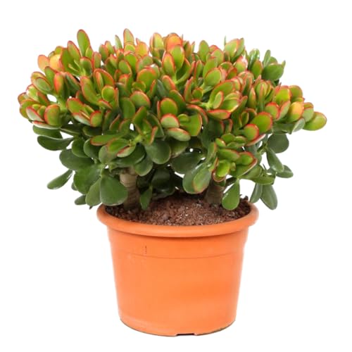 Plant in a Box - Crassula ovata 'Sunset' M - Zimmerpflanze - Sukkulente - ⌀ 17 cm - Höhe 30-35 cm von Plant in a Box