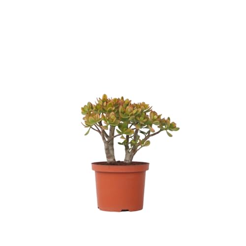 Plant in a Box - Crassula ovata 'Sunset' M - Zimmerpflanze - Sukkulente - ⌀ 17 cm - Höhe 30-35 cm von Plant in a Box