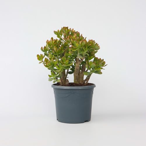 Plant in a Box - Crassula ovata 'Sunset' XL - Zimmerpflanze - Sukkulente - ⌀ 30 cm - Höhe 55-60 cm von Plant in a Box