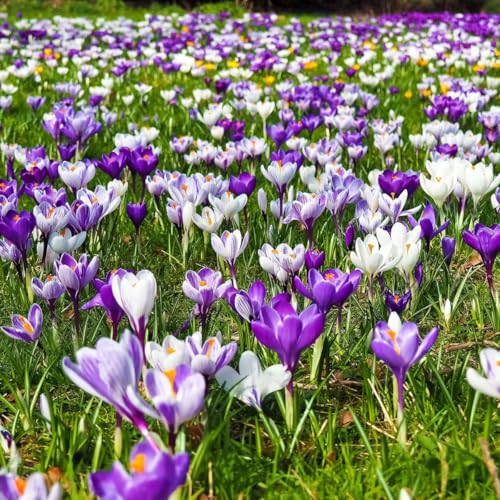 Plant in a Box - Crocus Large Flowering Mix - Blumenzwiebeln x30 - Krokus - Lila/Gelb von Plant in a Box
