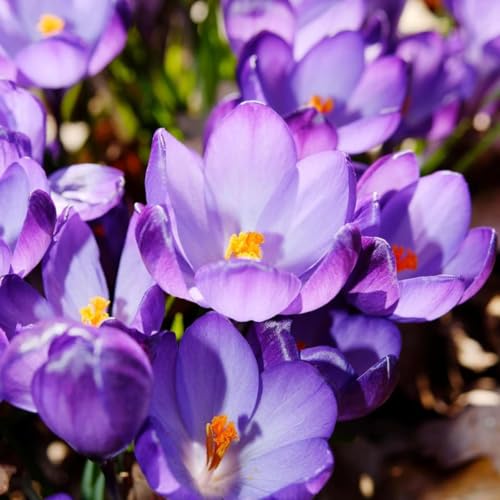 Plant in a Box - Crocus Ruby Giant - 100x Zwiebeln - Krokusse - Frühblüher Blumenzwiebeln Winterhart für Garten, Terras, Balkon von Plant in a Box
