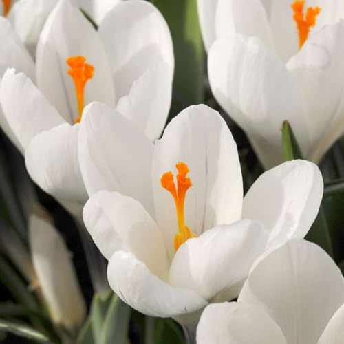 Plant in a Box - Crocus White - Blumenbirnen x30 - Krokus - Krokusse aus Holland - Weiß - Frühblüher Plant in a Box - Crocus White - Blumenbirnen x30 - Krokus - Krokusse aus Holland - Weiß - Frühblüher von Plant in a Box