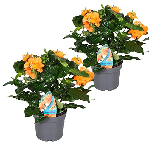 Plant in a Box - Crossandra 'Fortuna' - 2er Set - Blühende Zimmerpflanzen mit Orangen Blüten - Topf 13cm - Höhe 20-30cm von Plant in a Box