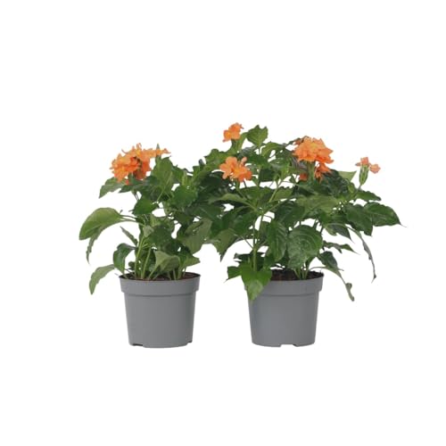 Plant in a Box - Crossandra 'Fortuna' - 2er Set - Blühende Zimmerpflanzen mit Orangen Blüten - Topf 13cm - Höhe 20-30cm von Plant in a Box