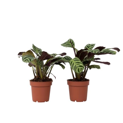 Plant in a Box - Ctenanthe Amagris - 2er Set - Buntblättrige Fiederblatt - Fischgrät-Gebetspflanze - Zimmerpflanze - Topf 12cm - Höhe 20-30cm Plant in a Box - Ctenanthe Amagris - 2er Set - Buntblättrige Fiederblatt - Fischgrät-Gebetspflanze - Zimmerpflanze - Topf 12cm - Höhe 20-30cm von Plant in a Box