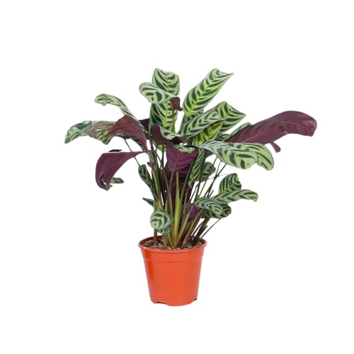 Plant in a Box - Ctenanthe Burle-Marxii - Zimmerpflanze - Fischgrät-Gebetspflanze - Topf 12cm - Höhe 25-40cm Plant in a Box - Ctenanthe Burle-Marxii - Zimmerpflanze - Fischgrät-Gebetspflanze - Topf 12cm - Höhe 25-40cm von Plant in a Box
