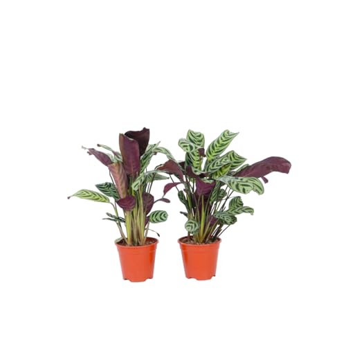 Plant in a Box - Ctenanthe Burle-Marxii - 2er Set - Fischgrät-Gebetspflanze - Zimmerpflanzen - Topf 12cm - Höhe 25-40cm Plant in a Box - Ctenanthe Burle-Marxii - 2er Set - Fischgrät-Gebetspflanze - Zimmerpflanzen - Topf 12cm - Höhe 25-40cm von Plant in a Box