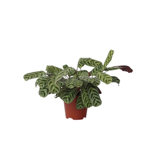 Plant in a Box - Ctenanthe Burle-Marxii - Zimmerpflanze - Fischgrät-Gebetspflanze - Topf 14cm - Höhe 30-40cm von Plant in a Box