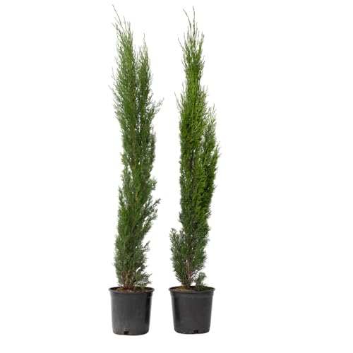 Plant in a Box - Cupressus sempervirens - 2er Set - Toskana Säulen Mittelmeerzypresse - Zypresse - Winterhart - Topf 19cm - Höhe 70-80cm Plant in a Box - Cupressus sempervirens - 2er Set - Toskana Säulen Mittelmeerzypresse - Zypresse - Winterhart - Topf 19cm - Höhe 70-80cm von Plant in a Box