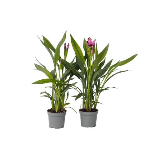 Plant in a Box - Curcuma 'Al Siam Supreme' - 2er Set - Topf 13cm - Höhe 40-60cm - Kurkuma - Zieringwer Plant in a Box - Curcuma 'Al Siam Supreme' - 2er Set - Topf 13cm - Höhe 40-60cm - Kurkuma - Zieringwer von Plant in a Box
