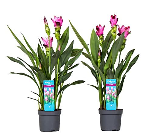 Plant in a Box - Curcuma 'Al Siam Supreme' - 2er Set - Topf 13cm - Höhe 50-60cm - Kurkuma - Zieringwer von Plant in a Box