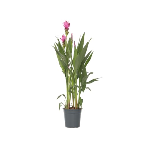 Plant in a Box - Curcuma alismatifolia Siam Supreme - Tropische blühende zimmerpflanze Kurkuma - Topf 19cm Höhe 70-90cm von Plant in a Box