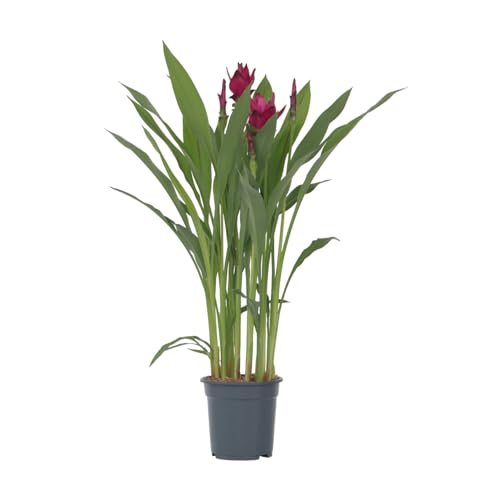 Plant in a Box - Curcuma alismatifolia 'Skyline' - Kurkuma - Zimmerpflanzen - Blühend - Topf 19cm - Höhe 70-90cm von Plant in a Box