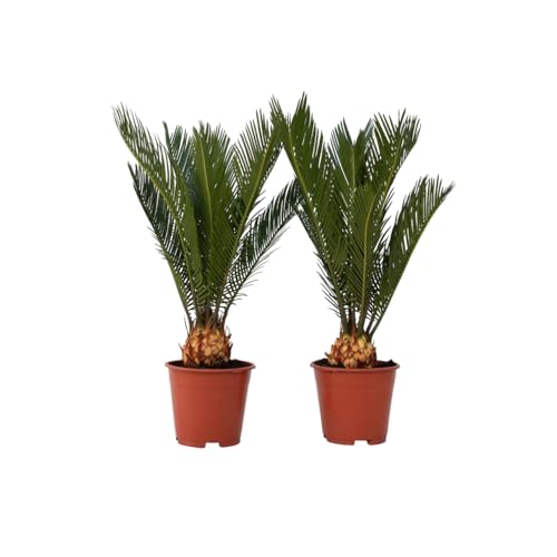 Plant in a Box - Cycas Revoluta - 2er Set - Japanischer Sagopalmfarn - Topf 15cm - Höhe 45-60cm Plant in a Box - Cycas Revoluta - 2er Set - Japanischer Sagopalmfarn - Topf 15cm - Höhe 45-60cm von Plant in a Box