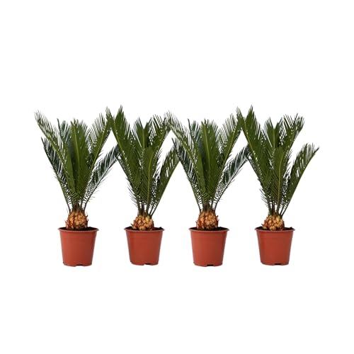 Plant in a Box - Cycas Revoluta - 4er Set - Japanischer Steinpflanzen Palmfarn - Topf 15cm - Höhe 45-60cm von Plant in a Box