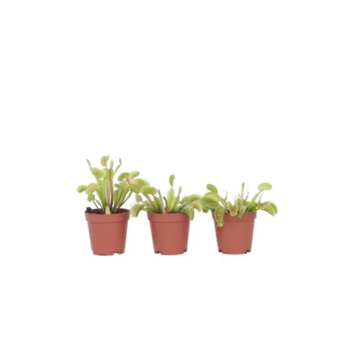 Plant in a Box - Dionaea Muscipula - Venusfliegenfalle - Set von 3 - Fleischfressende Pflanze - Zimmerpflanze - Topf 5,5 cm - Höhe 5-10 cm von Plant in a Box