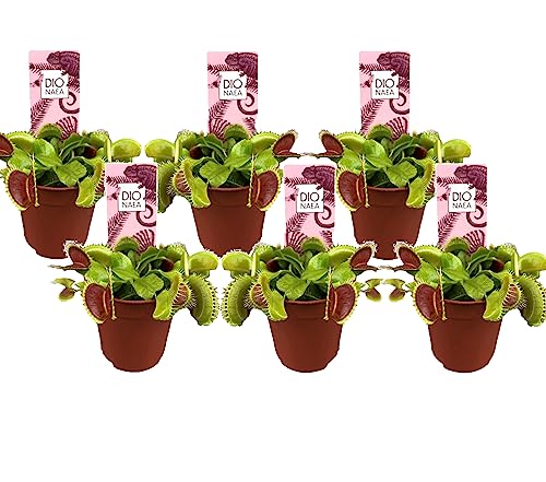 Plant in a Box - Dionaea Muscipula - Venusfliegenfalle - Set von 6 - Fleischfressende Pflanze - Zimmerpflanze - Topf 5,5 cm - Höhe 5-10 cm von Plant in a Box