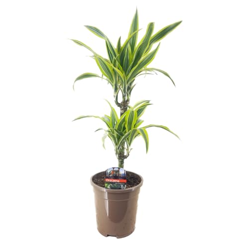 Plant in a Box - Dracaena Deremensis 'Zitronenlimette' - Drachenbaum - Topf 17cm - Höhe 60-70cm von Plant in a Box