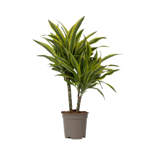 Plant in a Box - Dracaena Deremensis 'Zitronenlimette' - Drachenbaum - Topf 17cm - Höhe 60-70cm von Plant in a Box