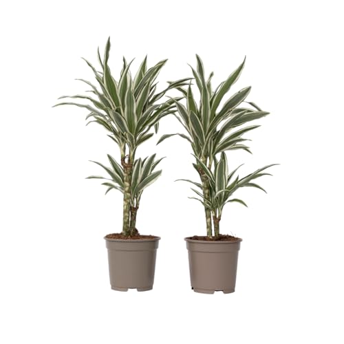 Plant in a Box - Dracaena Deremensis 'Weißer Streifen' - Drachenbaum - 2er-Set - Topf 17cm - Höhe 60-70cm Plant in a Box - Dracaena Deremensis 'Weißer Streifen' - Drachenbaum - 2er-Set - Topf 17cm - Höhe 60-70cm von Plant in a Box