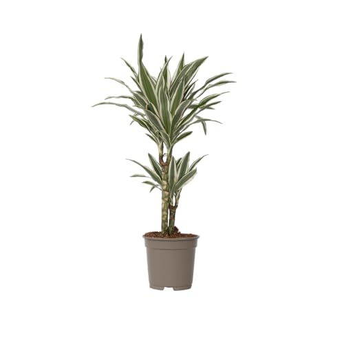 Plant in a Box - Dracaena Deremensis 'Weißer Streifen' - Drachenbaum - Topf 17cm - Höhe 60-70cm von Plant in a Box