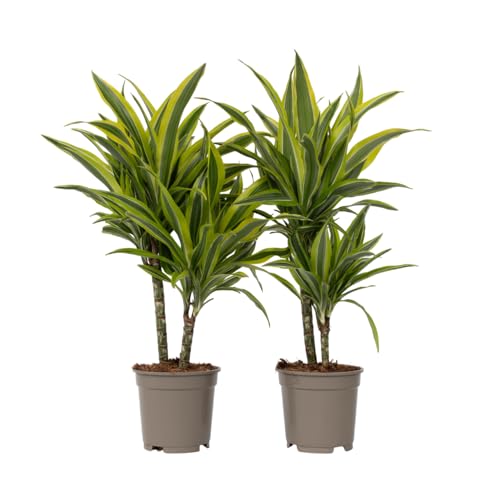 Plant in a Box - Dracaena Deremensis 'Zitronenlimette' - Drachenbaum - 2er-Set - Topf 17cm - Höhe 60-70cm Plant in a Box - Dracaena Deremensis 'Zitronenlimette' - Drachenbaum - 2er-Set - Topf 17cm - Höhe 60-70cm von Plant in a Box