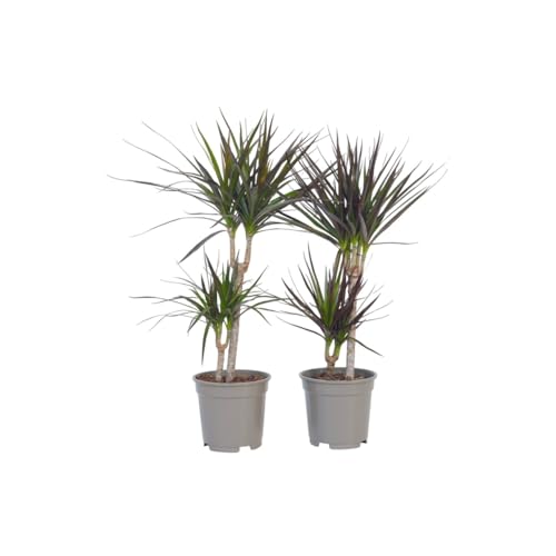 Plant in a Box - Dracaena Marginata - Drachenbaum - Zimmerpflanzen - 2er Set - Topf 17cm - Höhe 70-80cm Plant in a Box - Dracaena Marginata - Drachenbaum - Zimmerpflanzen - 2er Set - Topf 17cm - Höhe 70-80cm von Plant in a Box