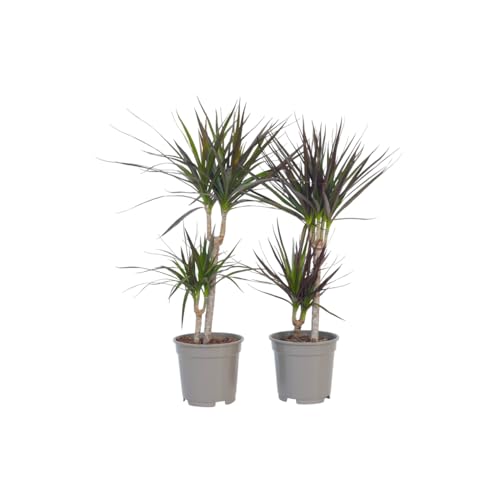 Plant in a Box - Dracaena Marginata - Drachenbaum - Zimmerpflanzen - 4er Set - Topf 17cm - Höhe 70-80cm von Plant in a Box
