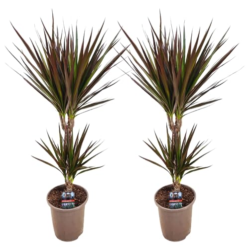 Plant in a Box - Dracaena Marginata Magenta - 2er Set - Drachenbaum - Zimmerpflanze - Topf 17cm - Höhe 70-80cm von Plant in a Box