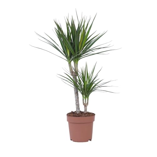 Plant in a Box - Dracaena Marginata - Drachenbaum - Zimmerpflanzen - Topf 17cm - Höhe 70-80cm von Plant in a Box