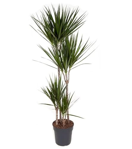 Plant in a Box - Dracaena Marginata - XL Drachenbaum - Grüne Zimmerpflanze - Topf 27cm - Höhe 150-160cm von Plant in a Box