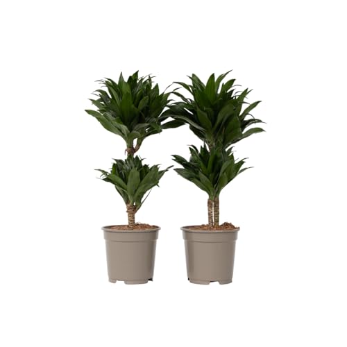Plant in a Box - Dracaena deremensis 'Compacta' - 2er-Set - Zimmerpflanzen - Topfgröße 17cm - Höhe 50-65cm Plant in a Box - Dracaena deremensis 'Compacta' - 2er-Set - Zimmerpflanzen - Topfgröße 17cm - Höhe 50-65cm von Plant in a Box