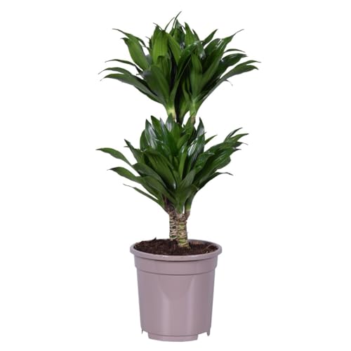 Plant in a Box - Dracaena deremensis 'Compacta' - Drachenbaum - Zimmerpflanze - ⌀ 17 cm - Höhe 60 bis 70 cm von Plant in a Box