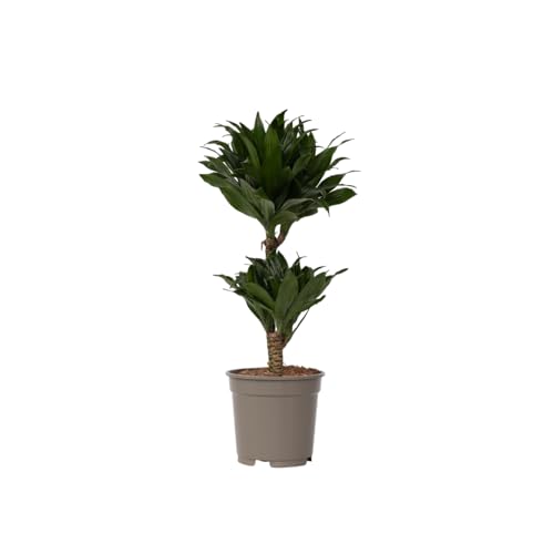 Plant in a Box - Dracaena deremensis 'Compacta' - Drachenbaum - Zimmerpflanze - ⌀ 17 cm - Höhe 50 bis 65 cm von Plant in a Box